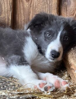 Bordercollie von privat. - Schwarzach (Bayern)