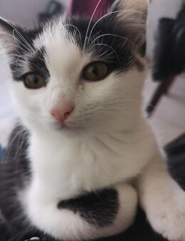 3,5 Monat weibliche Katze - Karlsbad