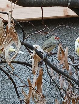 Kanarienvögel - Altlandsberg