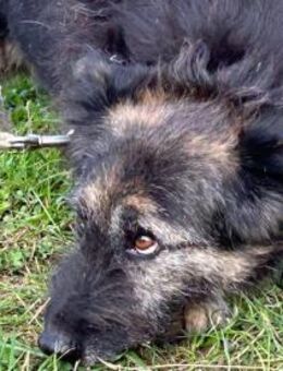 Danile - zutrauliche Wuschelhündin - Lohra