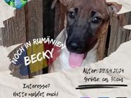 BECKY - und ihre 5 Geschwister - Waakirchen