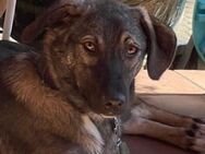 Sofie, hübsches, liebes Hundemädchen suc - Prien (Chiemsee)
