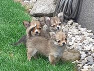 Langhaar Chihuahua - Welpen - Hohe Börde