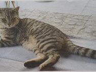 Kater entlaufen in Hammelburg-Untererthal - Hammelburg