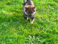 Shikoku, Shiba, Akita Welpe - Freudenberg (Nordrhein-Westfalen)