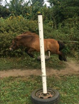 Lieber Shetty Wallach sucht ein neues Zuhause . - Gladbeck Zentrum