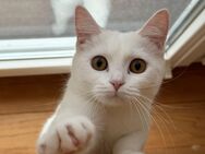 Bkh Katze weiß - Versmold Oesterweg