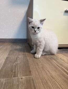 Britische kurzhaar baby katzen - Siegen (Universitätsstadt)