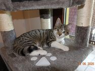 Verpielte Katzenbabys (3 Monate und 3 Wochen) zu verschenken - Frankenthal (Pfalz)
