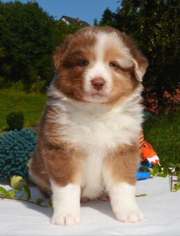 Australian Shepherd Welpen mit Registrier-Ahnentafel IVR - Winzer