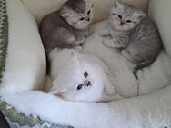Britische Kurzhaar Kitten - Leipzig West