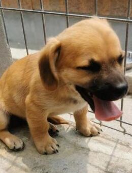 🍀Penny sucht sein Zuhause🍀 - Ludwigshafen (Rhein)
