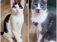 ❣️Herzduo Clara & Juna❣️ - Eislingen (Fils)