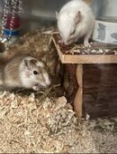 2 männliche wüstenrennmäuse in 89186