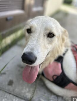 Ember wartet auf ihr Happy End - Enger (Widukindstadt)