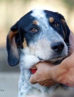 Markos sucht sein Glück! - Krefeld