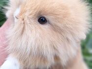 Zwergkaninchen Löwenkopf mix Zwergwidder Die Kaninchen sind nicht SCHÜCHTERN ;) - Schöntal