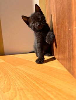 Elvis - Kater, Kitten abzugeben - Höchst (Odenwald)
