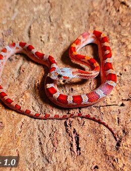 Blood Tessera Pied, Blood Motley, Blood Pied - Schwelm