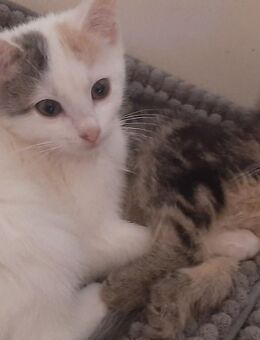 Americanshorthairkätzchen suchen liebevolles Zuhause - Darmstadt Bessungen