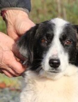 Pintia - zutraulich u. kinderlieb - Lohra