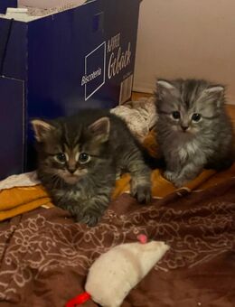 Maine von mix sibirische katze - Offenau