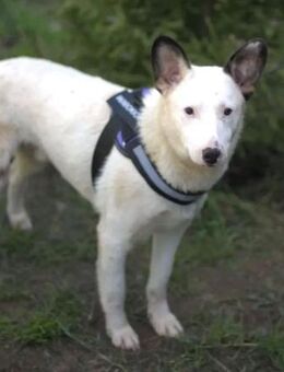 USHAN - weiße Hundepersönlichkeit - Augsburg