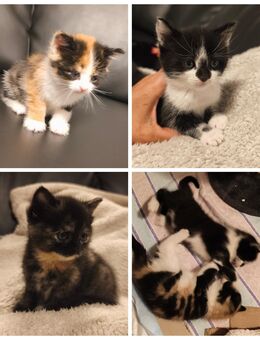 Bengal-Mix Kitten Katzen - Grevenbroich