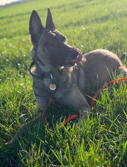 Malinois Hündin DRINGEND! - Bremerhaven
