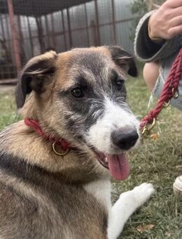 Honey - verspieltes Hundemädchen - Köln