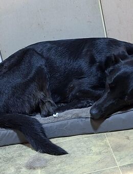 Schwarze Perle sucht - Bocholt