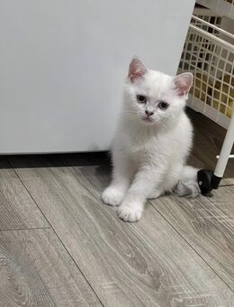 Bkh(Kater) ab Mitte Juli Abgabebereit - Gladbeck