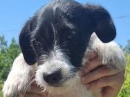 Hundebaby LANA - Gefrees