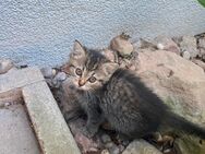 Hauskatzen - Plochingen