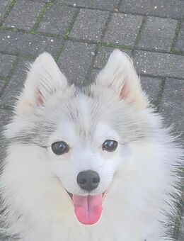 Verspielte kleine Pomsky Hündin Husky x Pomeranian Mix - Leverkusen