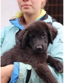 Jana - Pflegestelle oder Zuhause gesucht - Oberwies