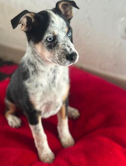 Mini Australian Shepherd mischlings Welpe - Rheurdt