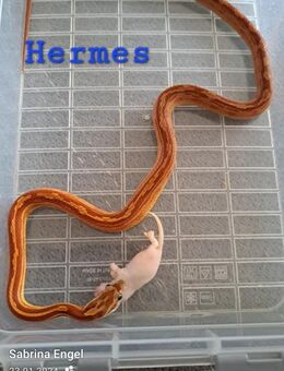 Kornnatter Männchen Kastanie - Gelsenkirchen