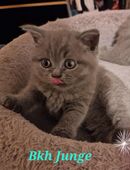 Traumhafte Britenbabys (BKH/BLH) in Blue & Lilac suchen ihr Zuhause in 28757