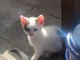 Kitten Kater in 16866