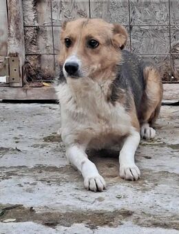 Naomi, ruhige und soziale Hündin - Bonndorf (Schwarzwald)