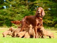 Irish-Setter-Welpen