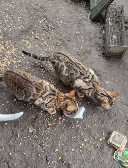Bengal Kitten (jung) - Hanau (Brüder-Grimm-Stadt) Innenstadt