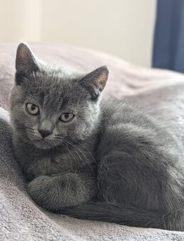 Ein Baby Kater sucht ein neues Zuhause - Eberswalde