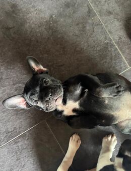 Bulldoggen Mischlings Welpen - Altenkunstadt