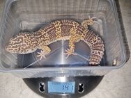 Leopardgeckos super giant die wunderschönen zahmen riesen - Jüchen