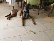 Malinois Hündin sucht ein neues zu Hause - Vaihingen (Enz)