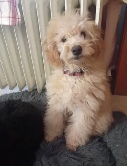 Zwergpudel Welpe Apricot abzugeben - Kassel