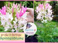 ♥ Große 2-farbige Spinnenblume Cleome Spinosa Samen,Tulpenstolz Rarität Garten, Cleome Spinosa, rosa weiß lila,Saat,Seeds,herbs,Bienenweide - Hamburg