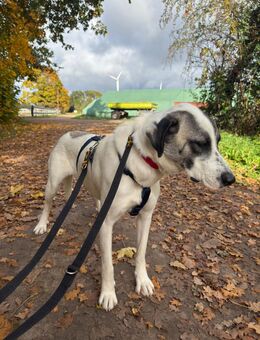 Der kleine Kuti 2-3J alt kastriert , ca 30 -35 cm groß,kastriert , sehr lieb und verschmust - Angern